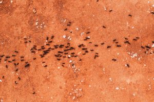 kako se resiti mrava
