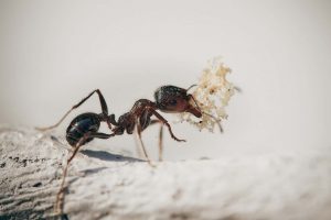 mravi-u-stanu