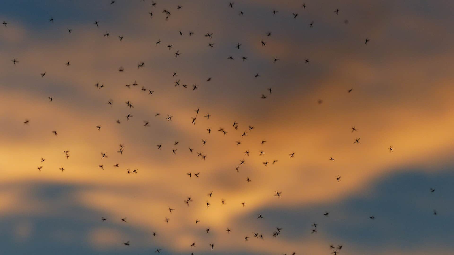 roj-komaraca